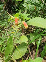 Kohleria warszewiczii
