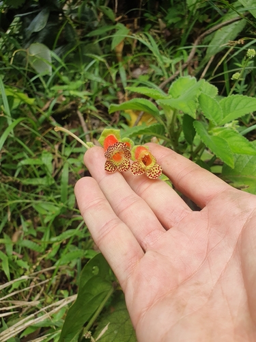 Kohleria warszewiczii, photograph 2