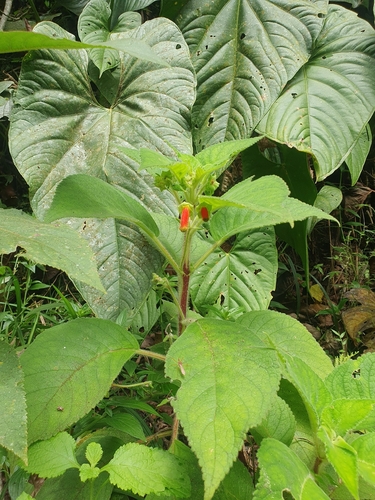 Kohleria warszewiczii, photograph 3