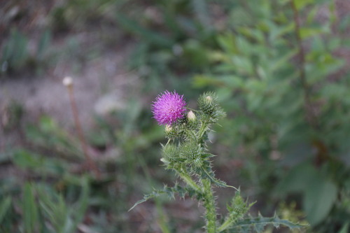 Broad-winged Thistle