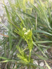 Anethum graveolens