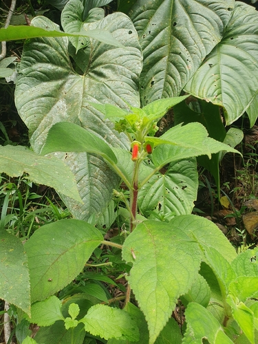 Kohleria warszewiczii, photograph 4