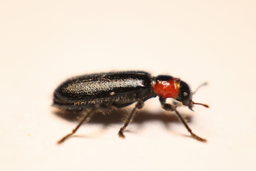Black and Red Checkered Beetle