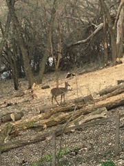 Odocoileus virginianus
