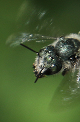 Osmia