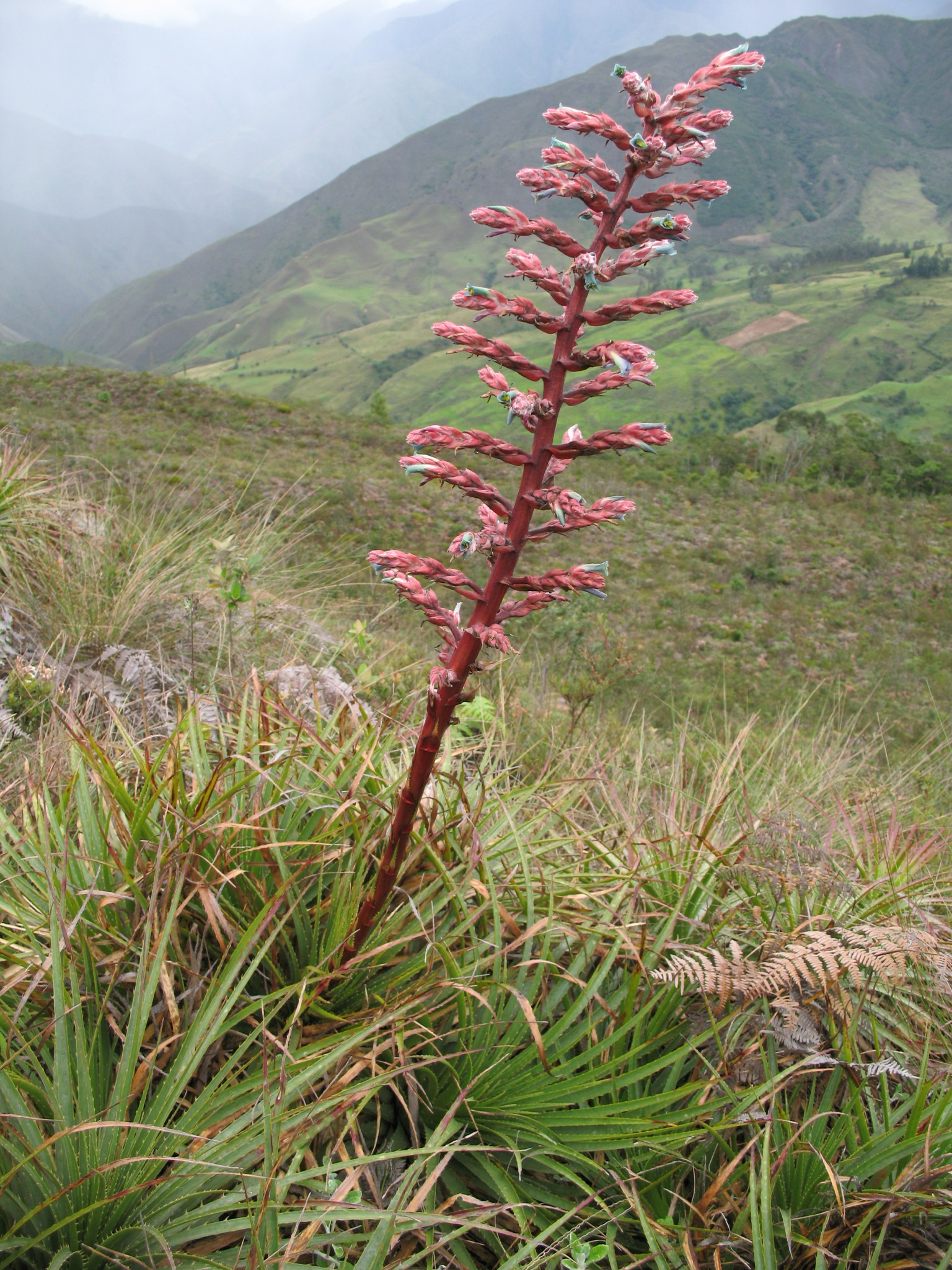 Puya image