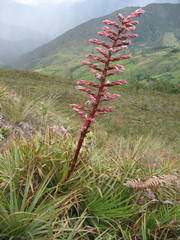 Puya parviflora