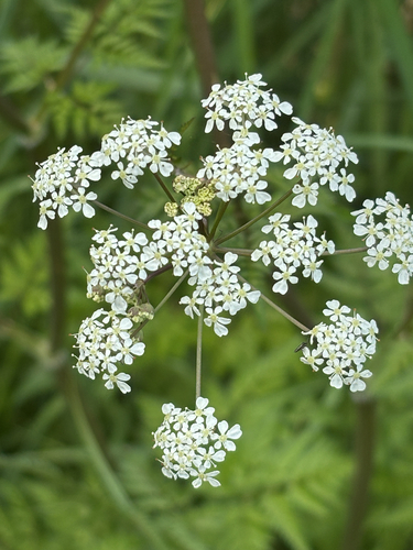 Cow Parsley