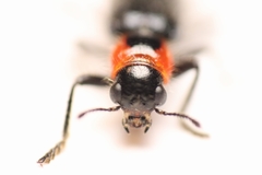 Placopterus thoracicus