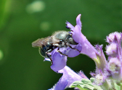 Osmia