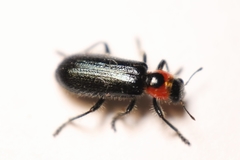 Placopterus thoracicus