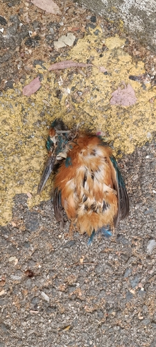 Common Kingfisher