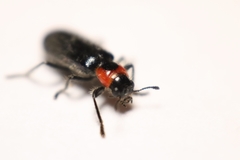 Placopterus thoracicus
