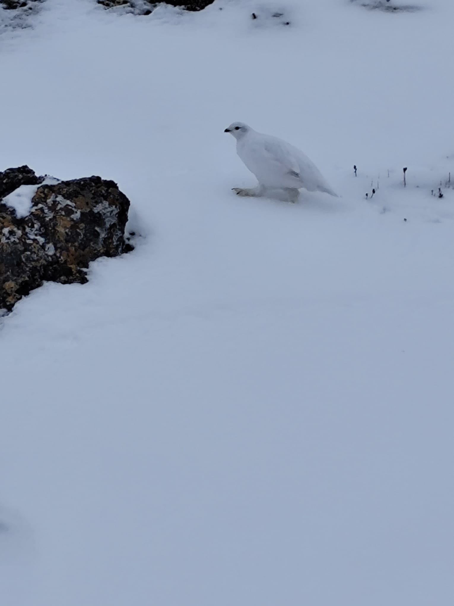 Rock Ptarmigan (Lagopus muta), photo 8