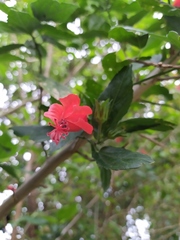 Malvaviscus penduliflorus