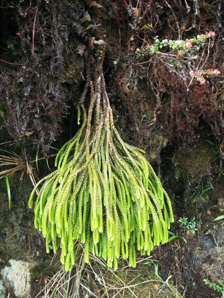 Spiny firmoss