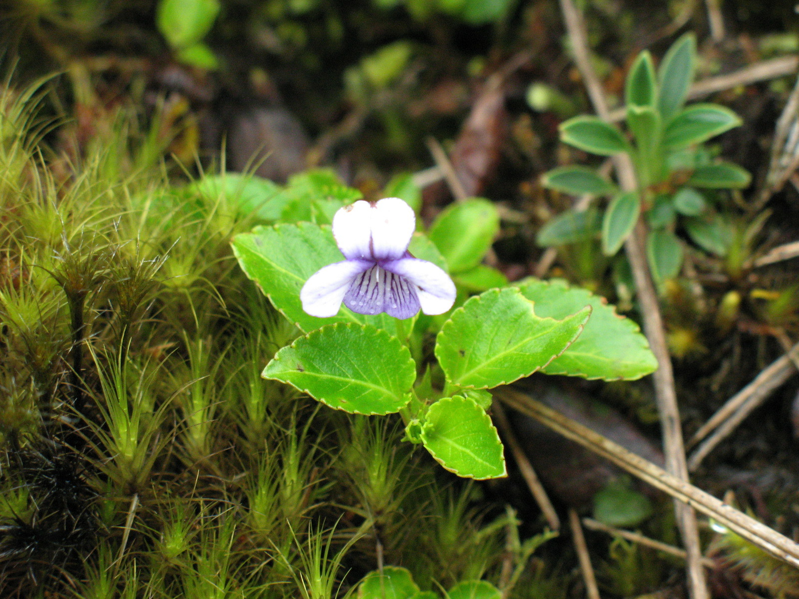 Viola stipularis image