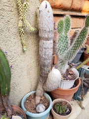 Espostoa lanata
