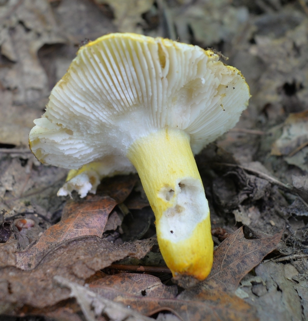 Russula flavida