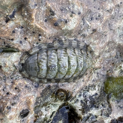 Chiton marmoratus observed 2026-06-25