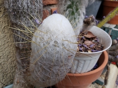 Espostoa lanata