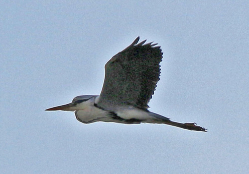 Grey Heron