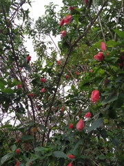 Malvaviscus penduliflorus