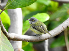 Todirostrum maculatum