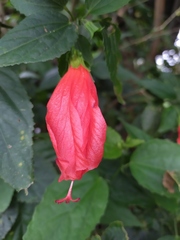 Malvaviscus penduliflorus