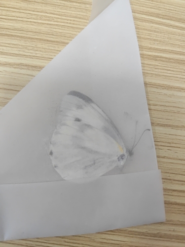 Indian Cabbage White