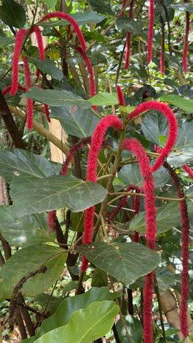 Chenille-plant