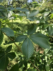 Aesculus pavia flavescens