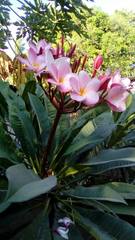 Plumeria rubra