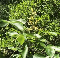 Aesculus pavia flavescens