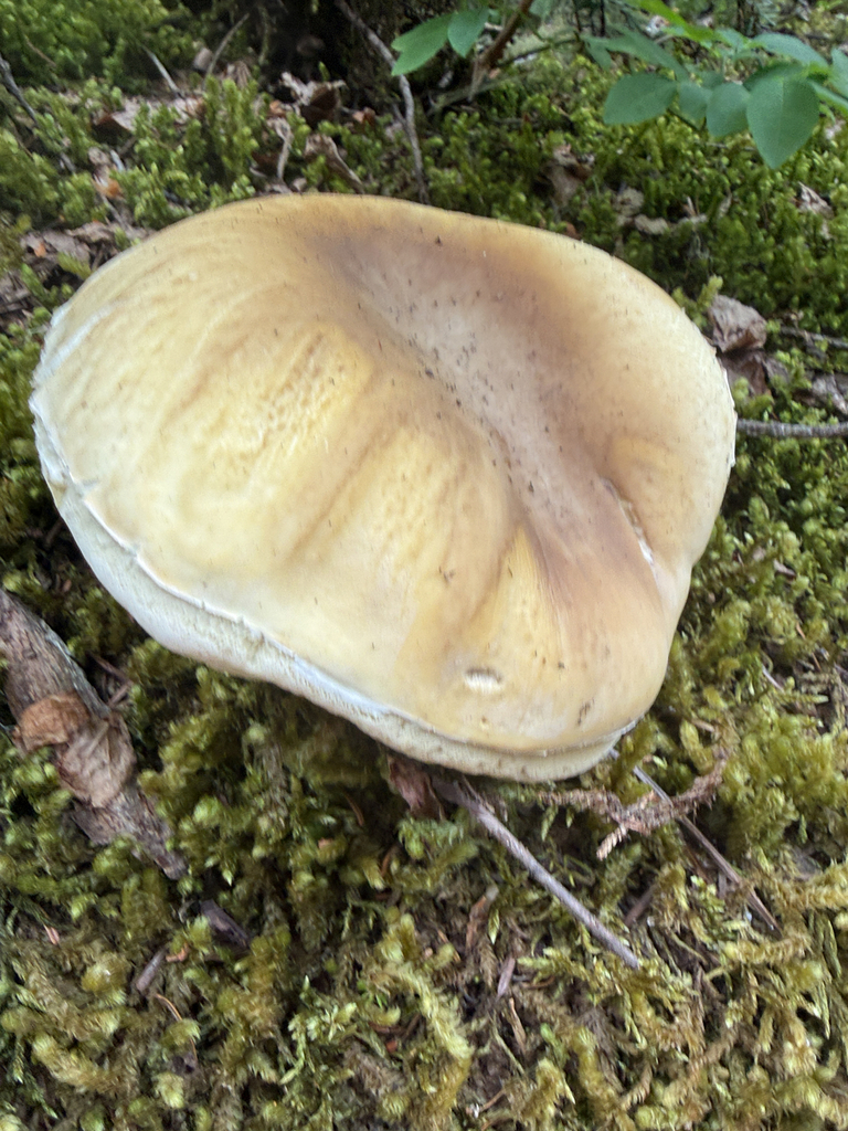 King Bolete