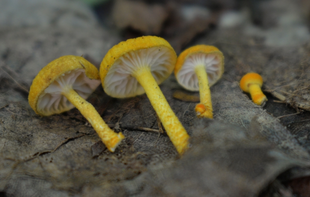 golden coincap · June 2026 · photo: Photo: (c) Ben Gruhot, some rights reserved (CC BY) · iNaturalist