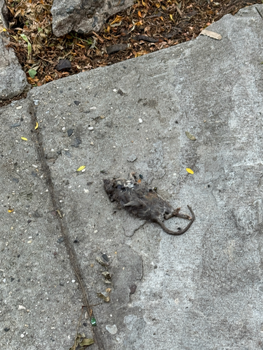 Rat photographed near here on 2026-06-25