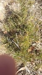 Stenanthera conostephioides