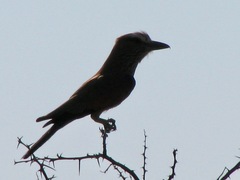 Coracias naevius mosambicus