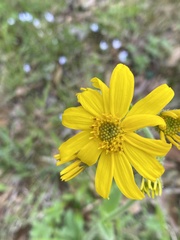 Arnica acaulis