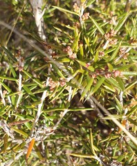 Stenanthera conostephioides