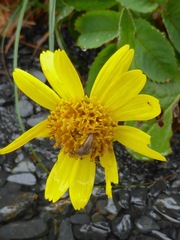 Arnica chamissonis