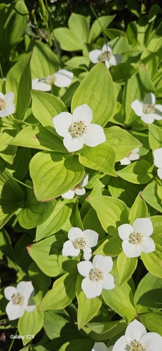 Canadian bunchberry