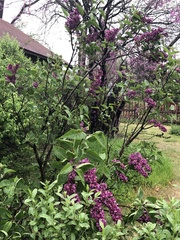 Syringa vulgaris