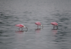 Platalea ajaja