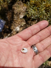 Sonorella allynsmithi