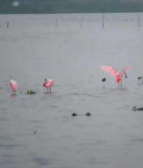 Platalea ajaja