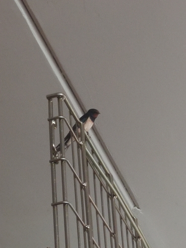 Barn Swallow