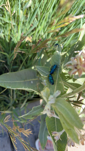iNaturalist observation photo of Cobalt Milkweed Beetle