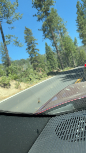 iNaturalist observation photo of Norton's Giant Ichneumonid Wasp